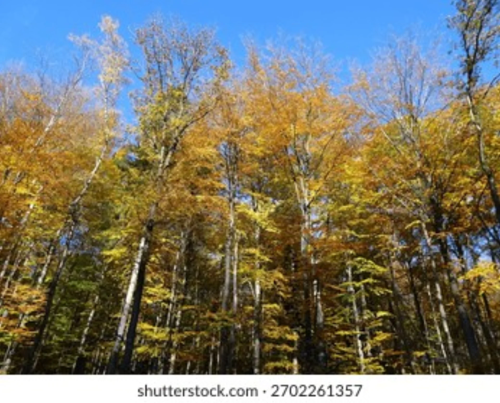 Herbstwanderung durch den Westerwald: Goldene Momente