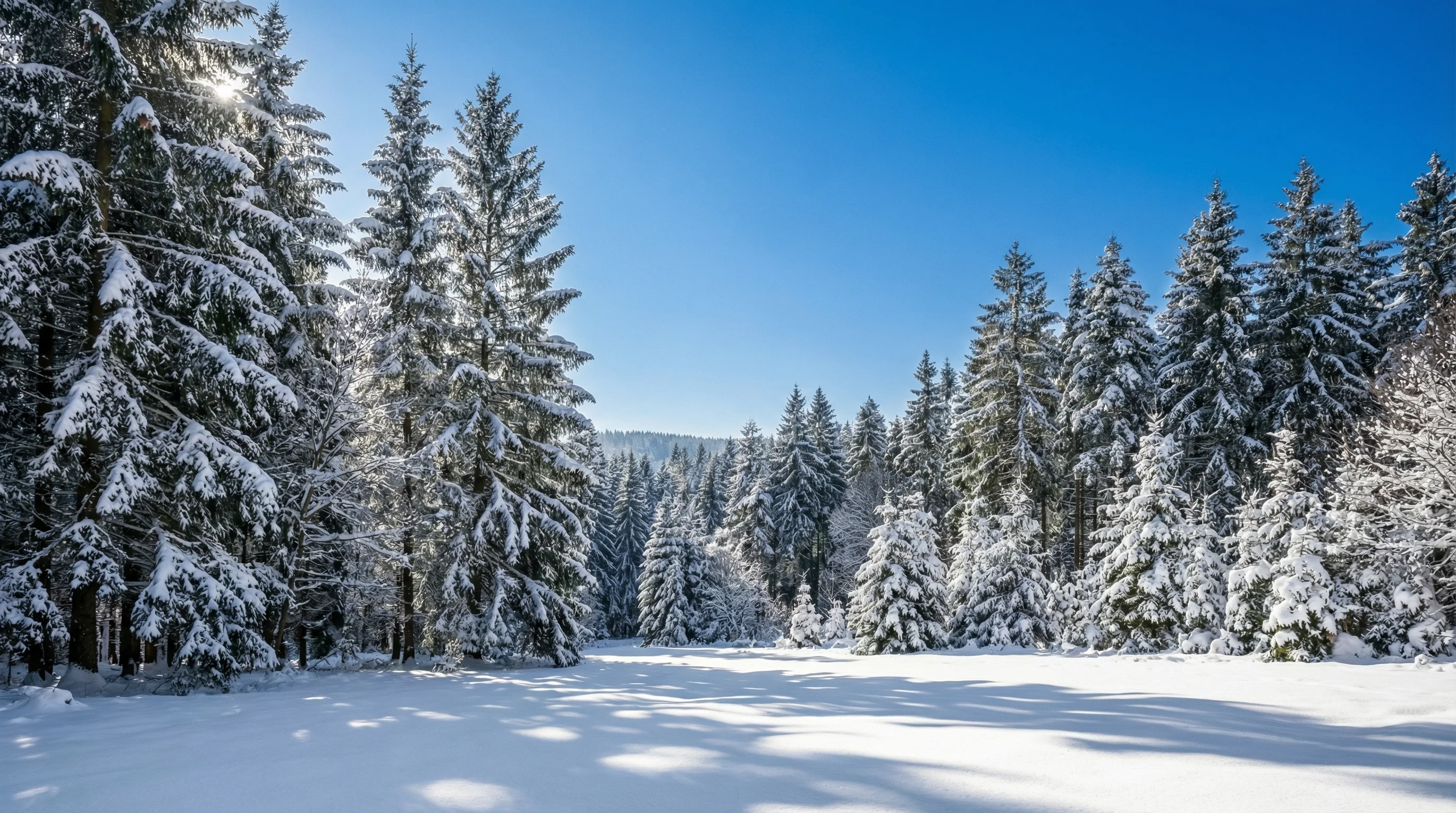 Westerwald Winterwald